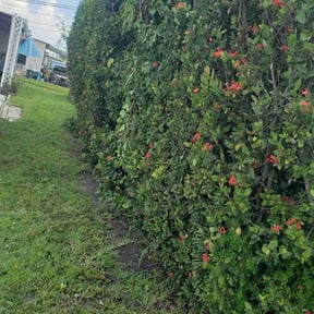 Bush Trimming by EOW 618 lawn care reviewed on March 13, 2025