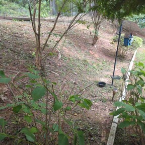 Leaf Removal by Scott Basinger lawn care reviewed on July 14, 2022