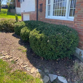 Bush Trimming by Thayer's Property Maintenance reviewed on July 19, 2021
