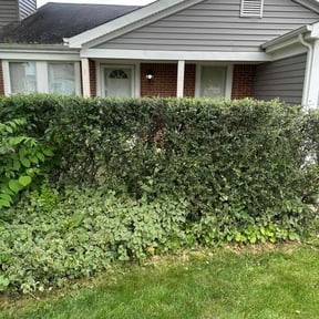 Bush Trimming by Kingsmen Landscaping reviewed on June 28, 2025