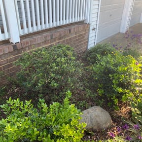 Bush Trimming by Carter Landscape Services reviewed on May 19, 2022