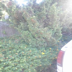 Bush Trimming by Mama maintenance reviewed on August 5, 2022