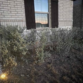 Bush Trimming by Cherry Lawncare reviewed on June 6, 2022