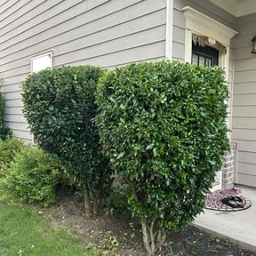 Bush Trimming by American lawn care reviewed on July 26, 2022