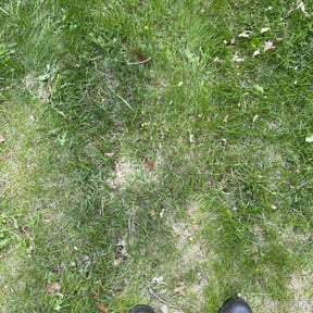 Leaf Removal by Jett Lawn Service reviewed on June 10, 2022