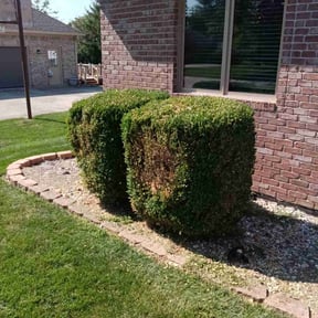 Bush Trimming by AG Lawn & Services reviewed on May 9, 2025