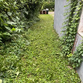 Bush Trimming by C&Z Contracting LLC reviewed on July 30, 2022