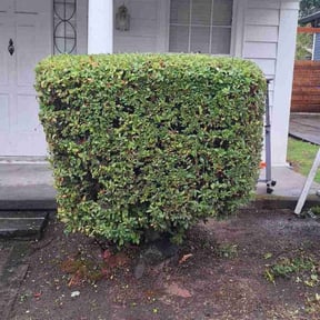 Bush Trimming by Ervin Lawn Care reviewed on August 31, 2020