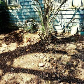 Leaf Removal by Harvey Handy & Lawn reviewed on May 7, 2025