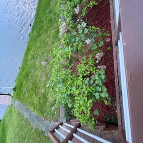 Mulching by Villa Fungi reviewed on April 1, 2022