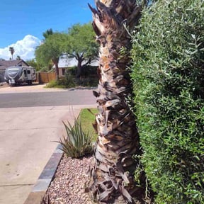 Bush Trimming by Islas lawn service reviewed on April 23, 2020