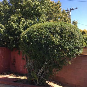 Bush Trimming by Complete Lawn Care reviewed on July 23, 2022