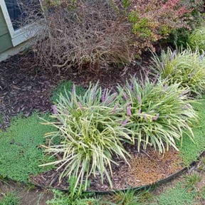 Flower Bed Weeding by BnD mowing reviewed on July 9, 2022