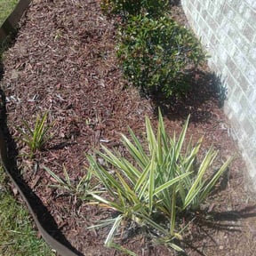 Flower Bed Weeding by D&D Lawn Care reviewed on July 26, 2023