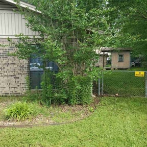 Bush Trimming by Tim's lawn service reviewed on April 14, 2025