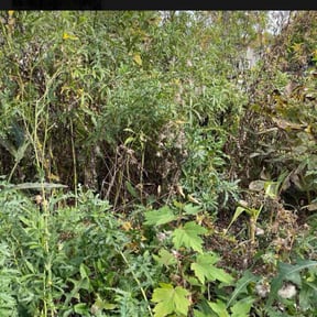 Cleanups by Troy's Lawn Care reviewed on July 26, 2022