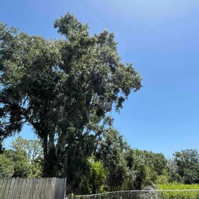 Bush Trimming by Lawn Junkies LLC reviewed on March 5, 2025