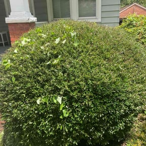 Bush Trimming by Norton's Lawn Care reviewed on June 7, 2022