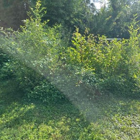 Cleanups by EECO SERVICES LLC reviewed on May 25, 2021