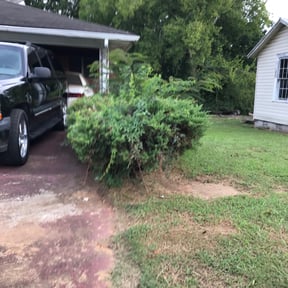Bush Trimming by OPN Lawn Care reviewed on July 28, 2025