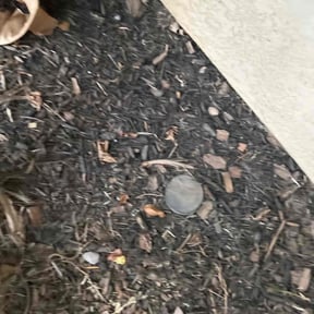 Weed Pulling by Terra Verde Landscape & Design reviewed on July 8, 2025