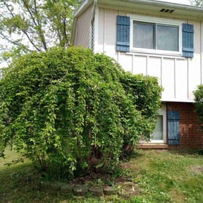 Bush Trimming by Twins lawn care reviewed on June 30, 2025