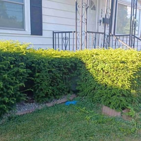 Bush Trimming by Hunts Lawn Care reviewed on June 12, 2022