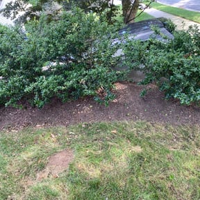 Cleanups by Wilson Leon Landscaping reviewed on June 20, 2025