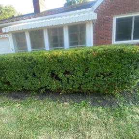 Bush Trimming by Happy plantsman reviewed on September 12, 2024
