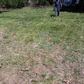 Leaf Removal by Pro grow landscapeing reviewed on July 9, 2022