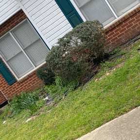 Bush Trimming by A&amp;T Mobile Detailing and Home Renovation reviewed on April 11, 2025