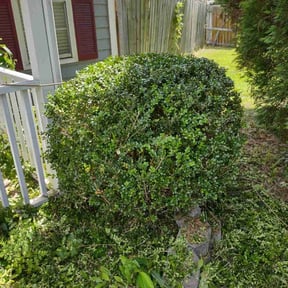 Bush Trimming by Rolando Herrera reviewed on July 7, 2022
