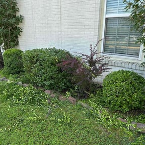 Bush Trimming by BPR Home Solutions LLC reviewed on June 19, 2025