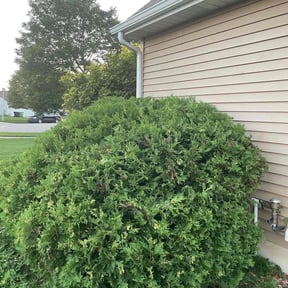 Bush Trimming by Clean Kut Care reviewed on March 31, 2022