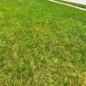 Cleanups by Global Landscapers reviewed on May 22, 2022