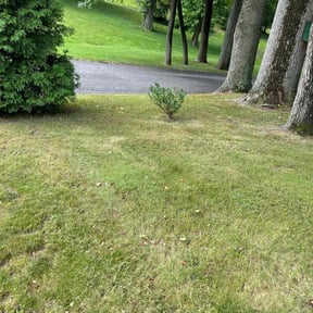 Bush Trimming by Full throttle lawn care reviewed on December 3, 2021