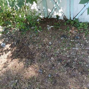 Leaf Removal by Andre Lawns reviewed on November 27, 2024