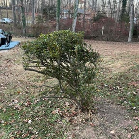 Bush Trimming by MJC3 Solutions LLC reviewed on August 3, 2024