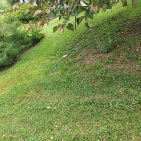Cleanups by Royal Scenery LLC reviewed on November 15, 2022