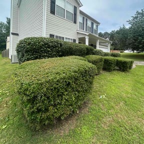 Bush Trimming by Mike’s lawn care reviewed on June 11, 2022