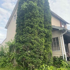 Bush Trimming by Jocygems lawn mowing reviewed on May 13, 2022