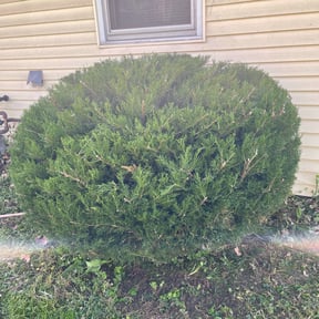 Bush Trimming by Contreras Outdoors reviewed on August 14, 2024