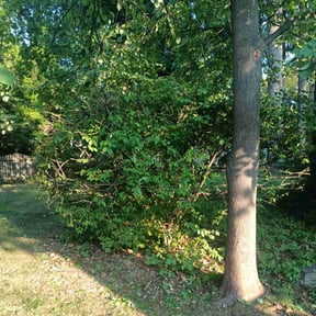 Bush Trimming by Curb Appeal Landscaping reviewed on June 2, 2022
