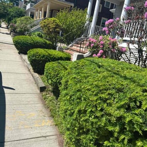 Bush Trimming by Mojica Lawn Care reviewed on October 14, 2021