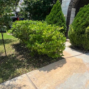 Bush Trimming by Mora Brothers Tree and Landscaping reviewed on July 31, 2020