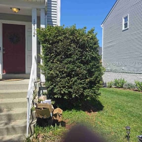 Bush Trimming by Cody Jenkins Landscaping reviewed on June 9, 2022