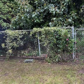 Bush Trimming by Leijas Brothers Landscaping reviewed on January 29, 2022