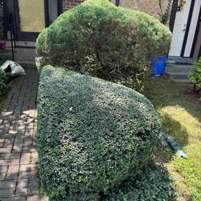 Bush Trimming by Lawn services JAV reviewed on June 2, 2025