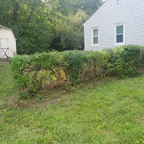 Bush Trimming by The Business reviewed on December 14, 2024