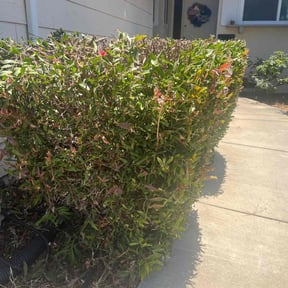 Bush Trimming by LSLTDallas/FortWorthTruGreen reviewed on June 5, 2023